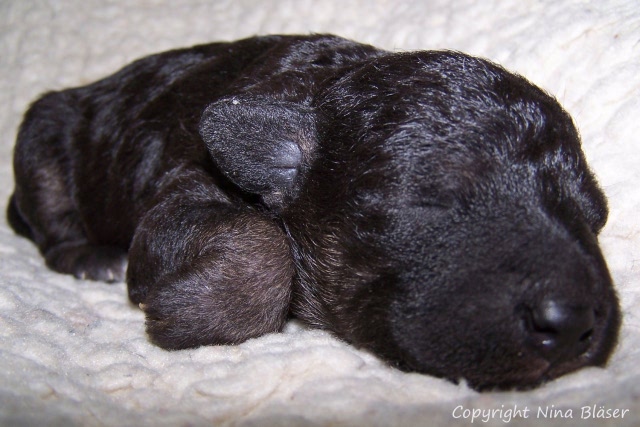 Arc-en-ciel Arlequin 20.01 (6).JPG